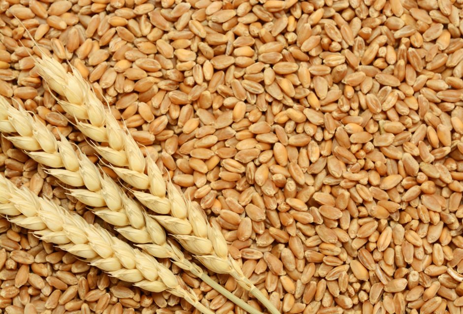 Плотноколосая пшеница