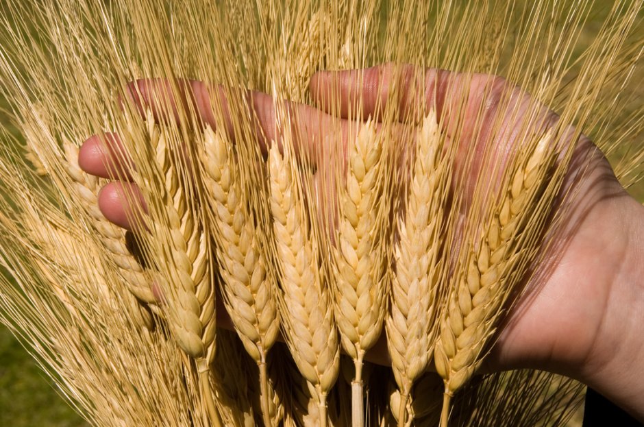 Сорт озимой пшеницы скипетр