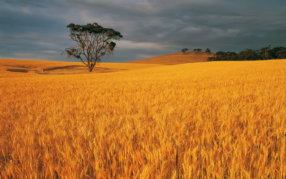 Пшеничный пояс Австралии