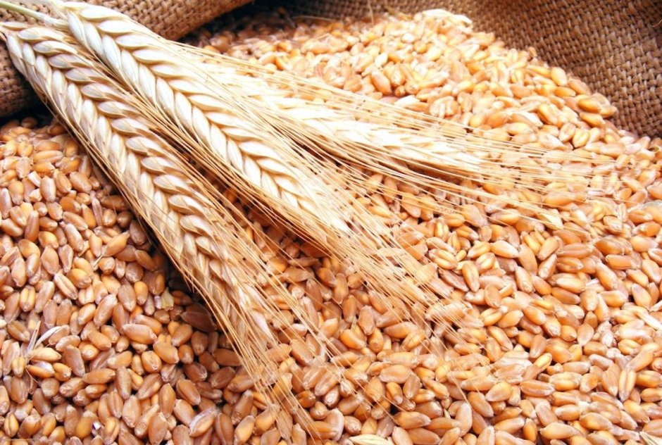 Мягкая озимая Белозерная пшеница