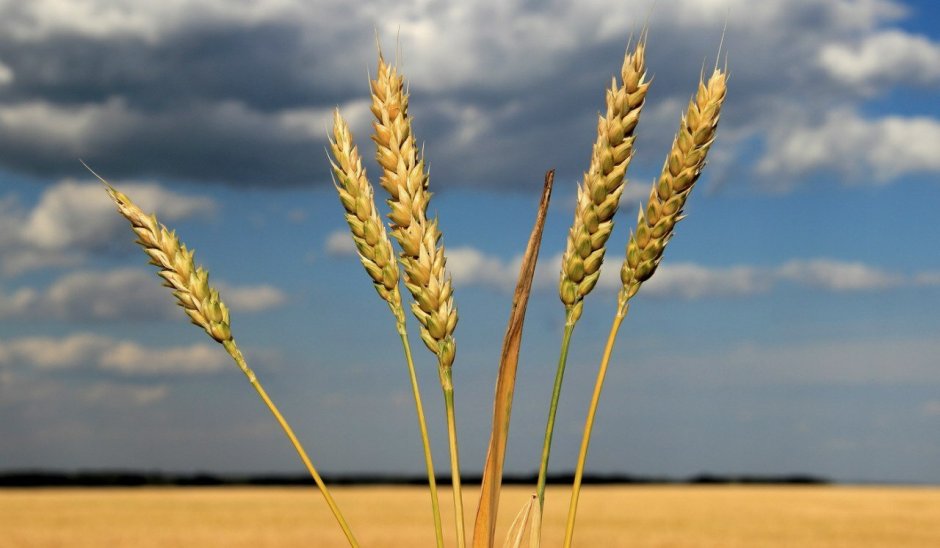 Сорт пшеницы Еланчик