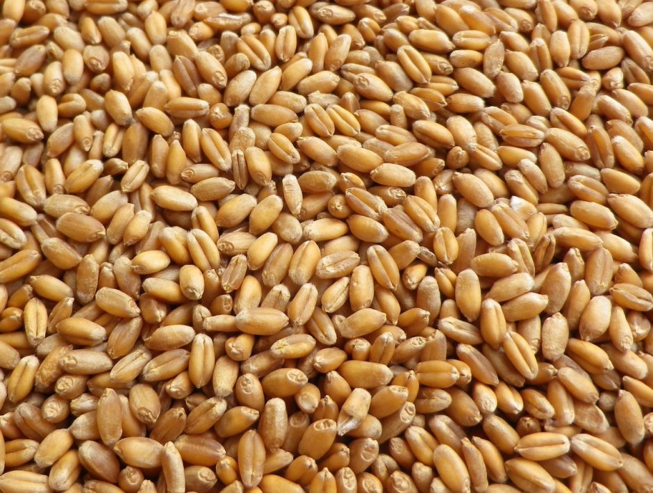 Семена Яровой пшеницы