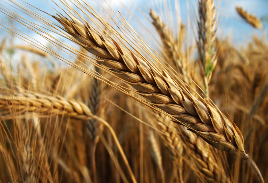 Пленчатая пшеница Колос