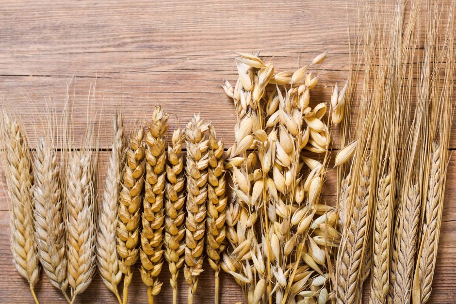 Колос пшеницы ячменя и ржи