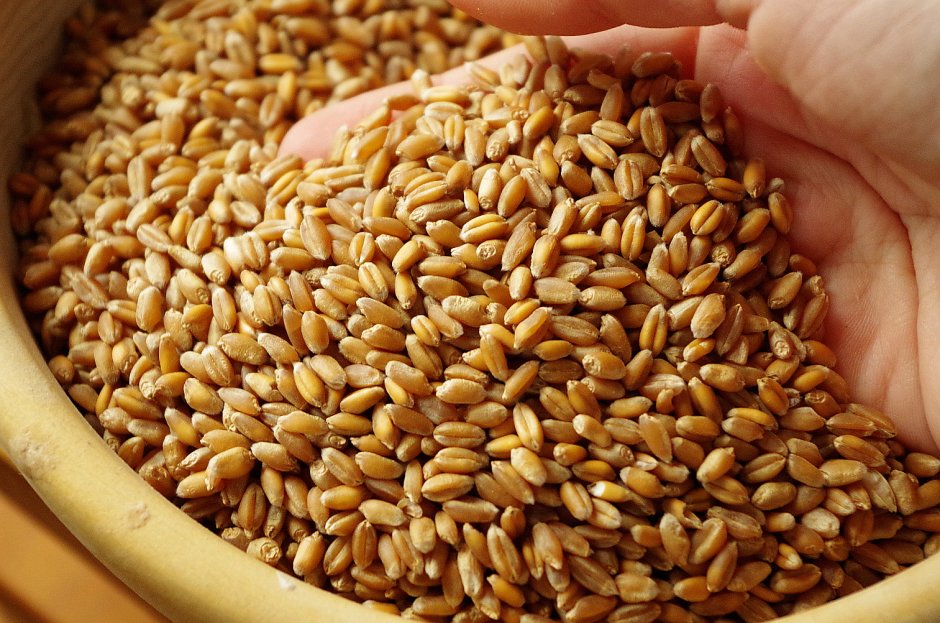 Пшеница зерно