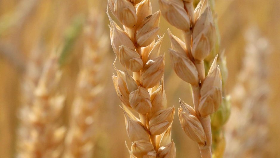 Созревшая пшеница