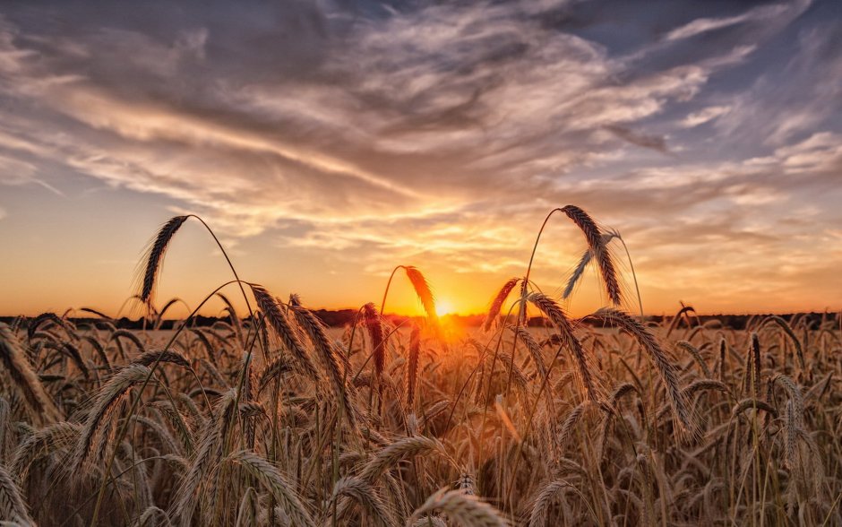 Поле пшеницы на закате