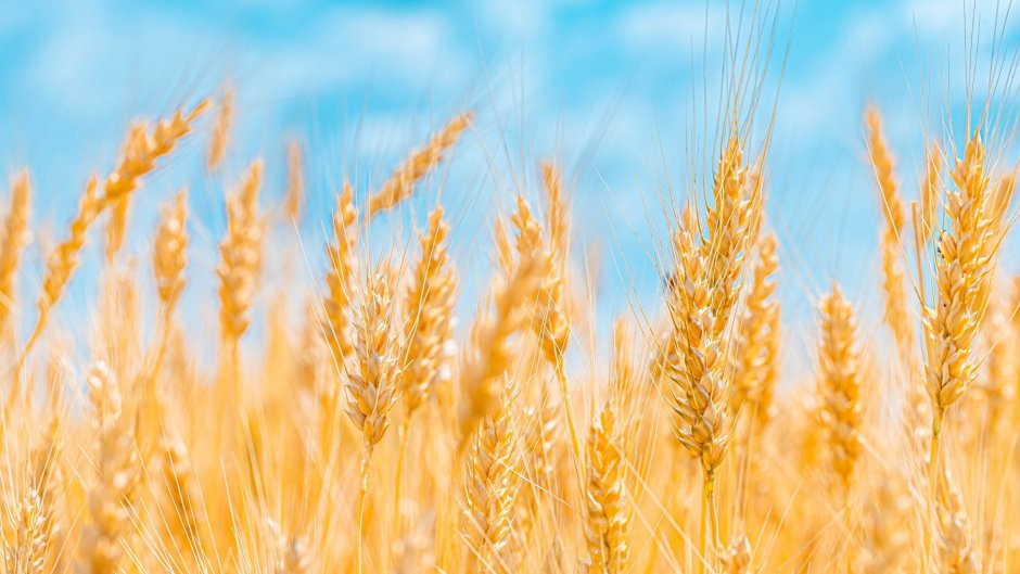 Поле ржи пшеницы колосья голубое небо