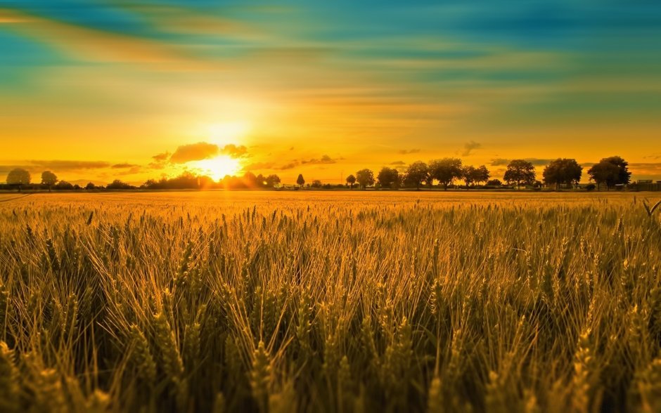 Лето поле пшеницы