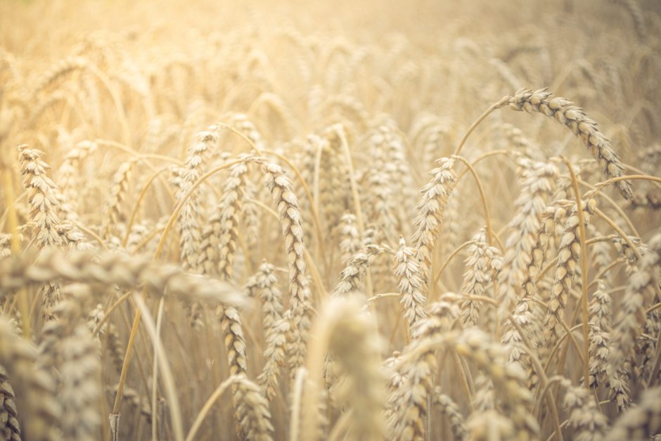 Зреющая пшеница