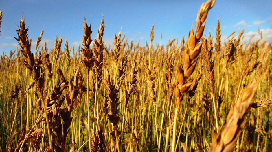 Пшеница Яровая Ирень