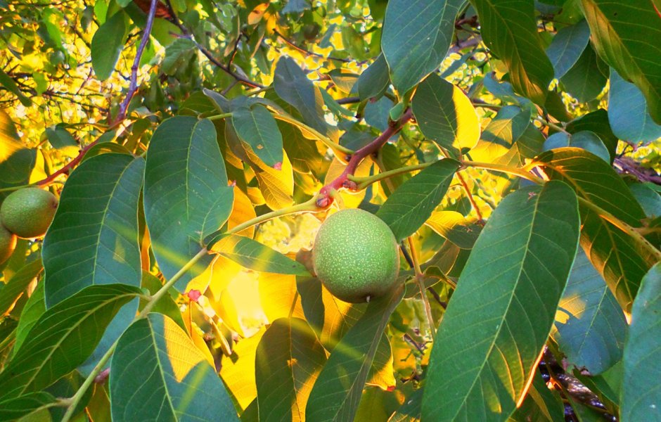 Плоды грецкого ореха на дереве