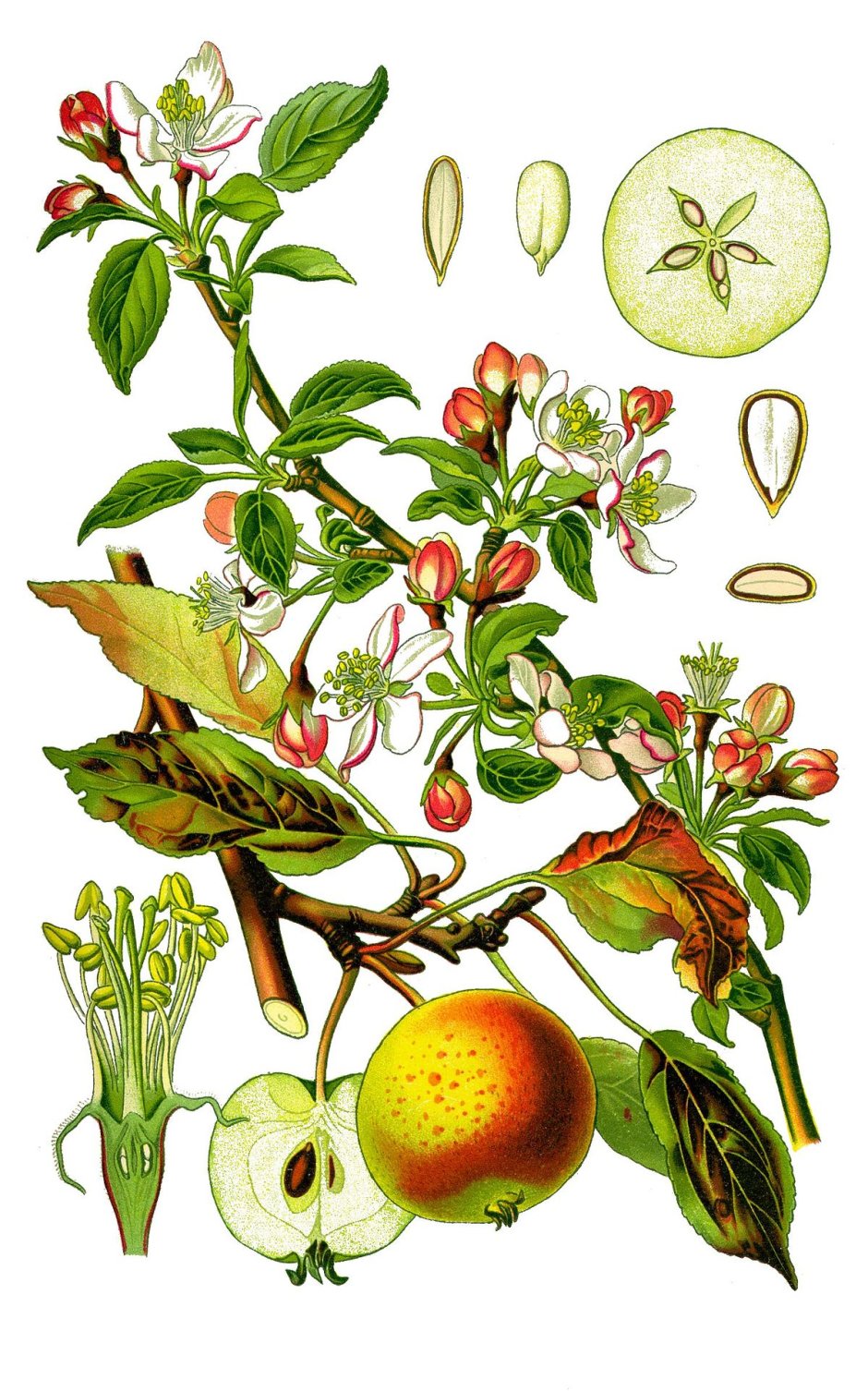 Яблони домашней (Malus domestica) гербарий