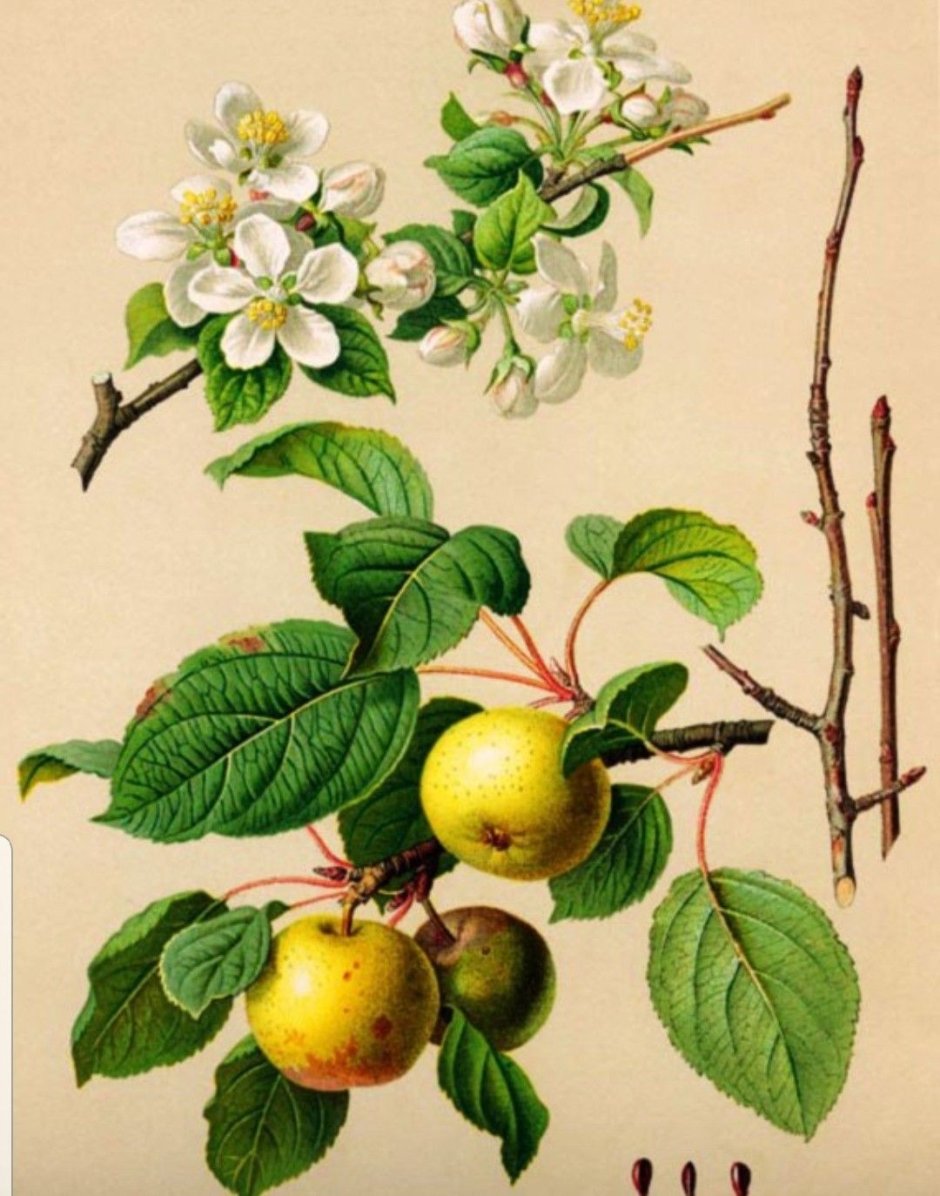 Яблоня Лесная Malus Sylvestris цветки