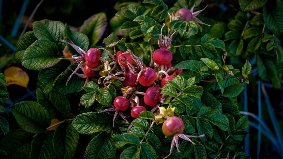 Куст шиповника с ягодами