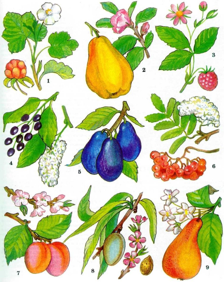 Розоцветные плодовые растения