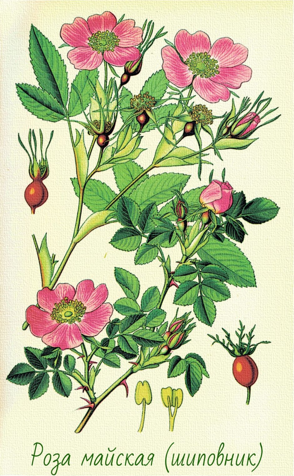 Шиповник коричный Ботаническая иллюстрация