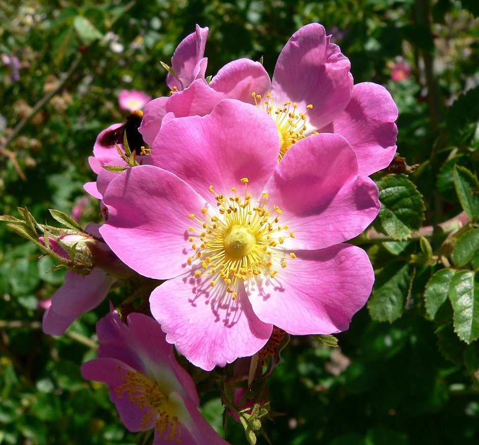 Роза эглантерия (Rosa rubiginosa)