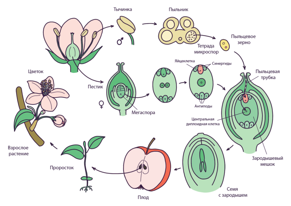 Жизненный цикл цветкового растения схема