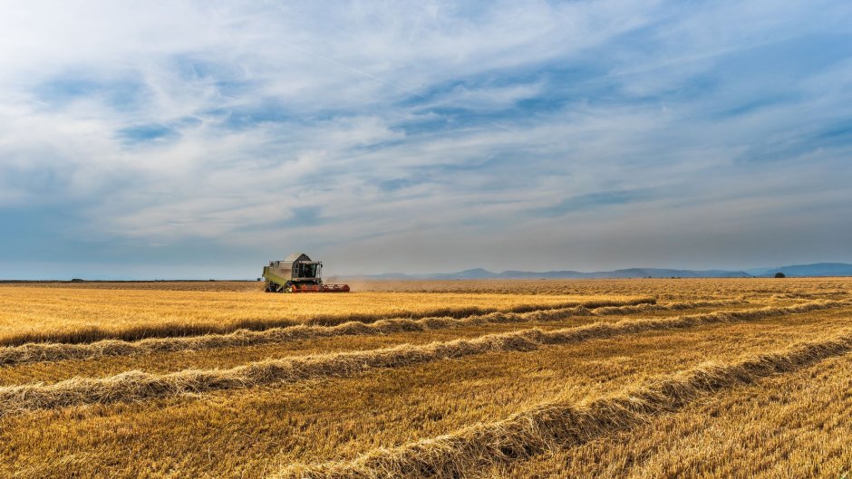 Пшеничное поле в степи Ростов на Дону