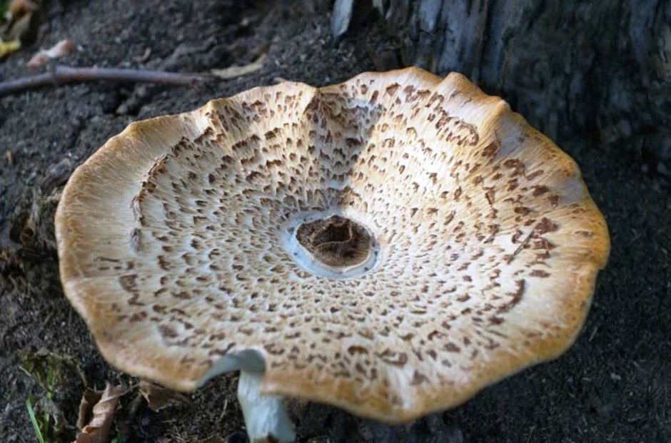 Древесный гриб трутовик чешуйчатый