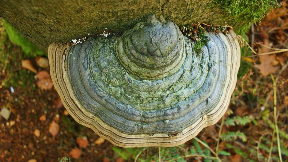 Полукруглый гриб на дереве