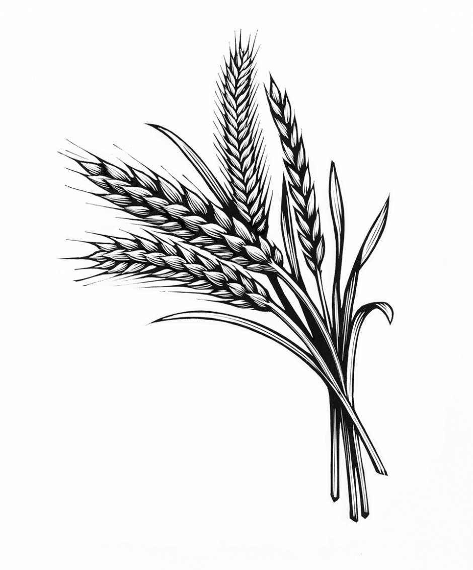 Колосок пшеницы рисунок