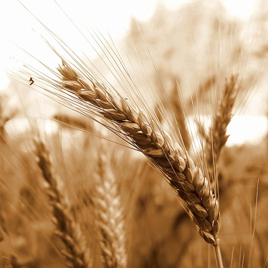 Пшеничный колосок
