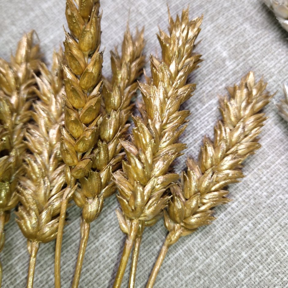 Отличие Колосков ржи от пшеницы