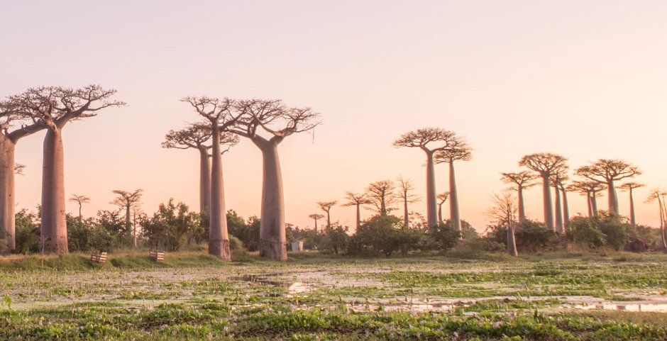 Мадагаскар баобабы гигантские