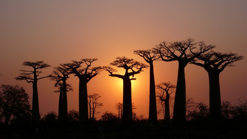 Африканское дерево баобаб