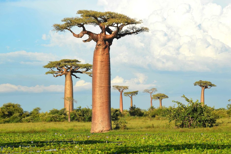 Эфиопия баобаб