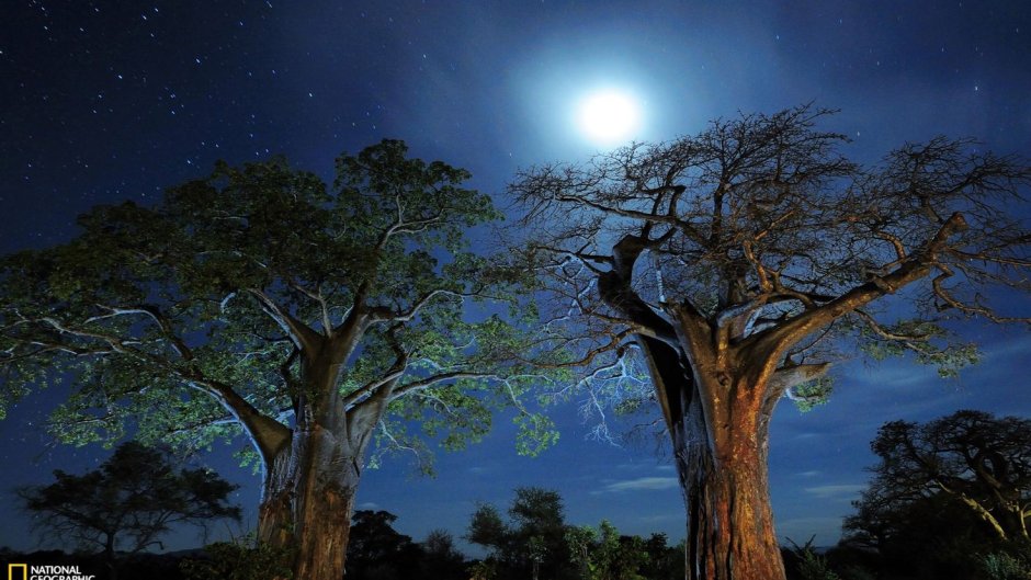 Фото баобабов в Танзании