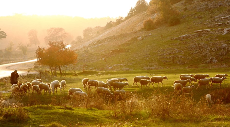 Отара овец в горах