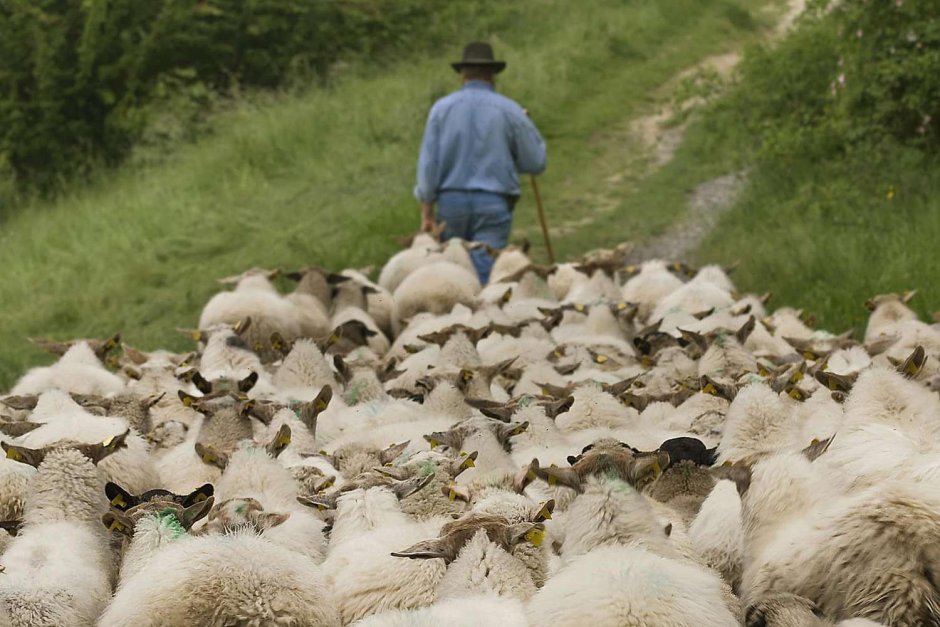 Соревнования по пастьбе овец