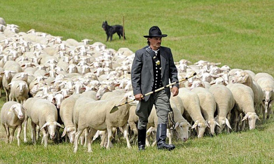 Пастух с овцами