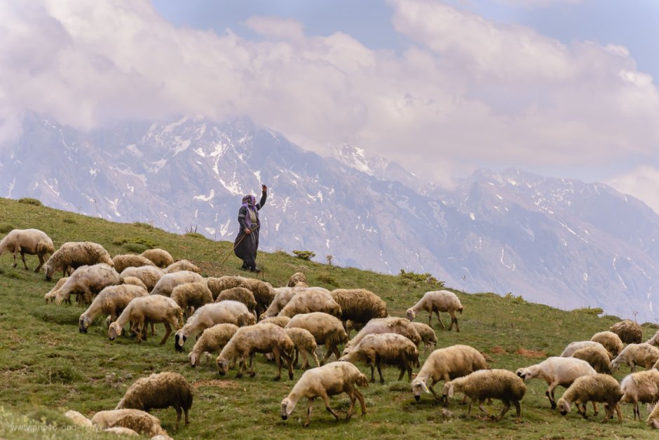 Киргизия пастух