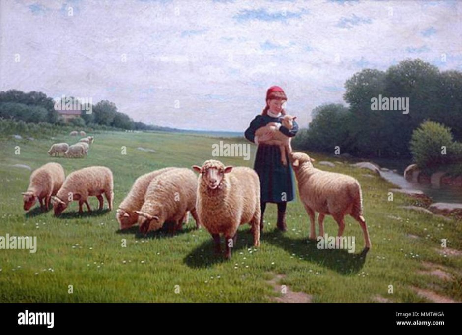 Овцы живопись