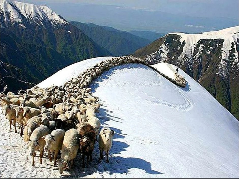 Овцеводство Тушетия