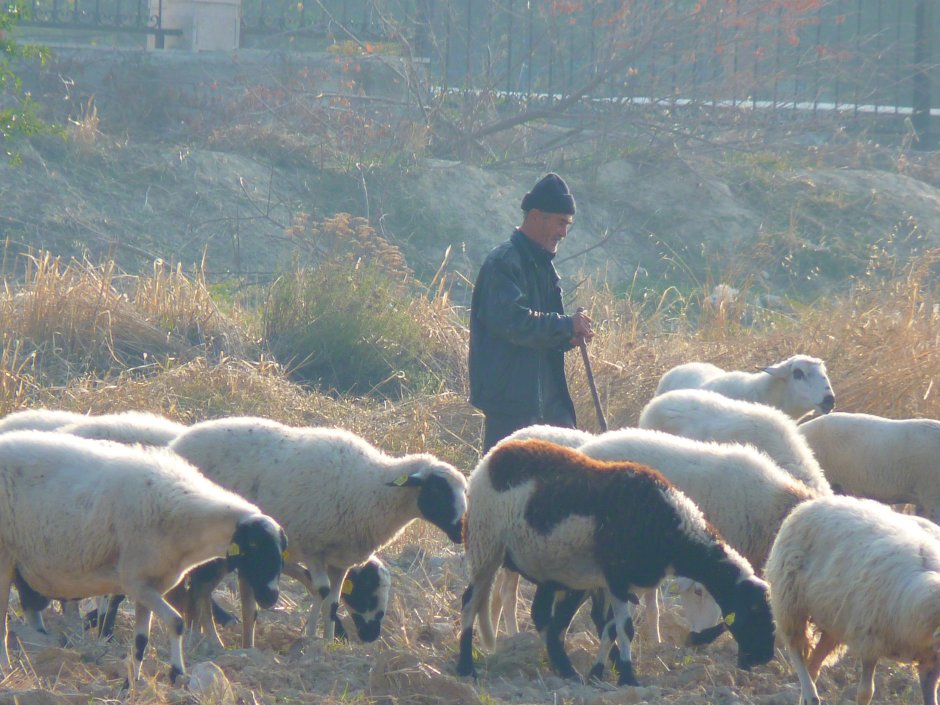 Чобан пастух