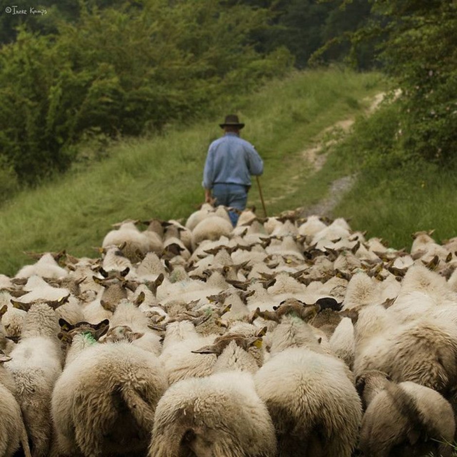 Стадо овец с пастухом