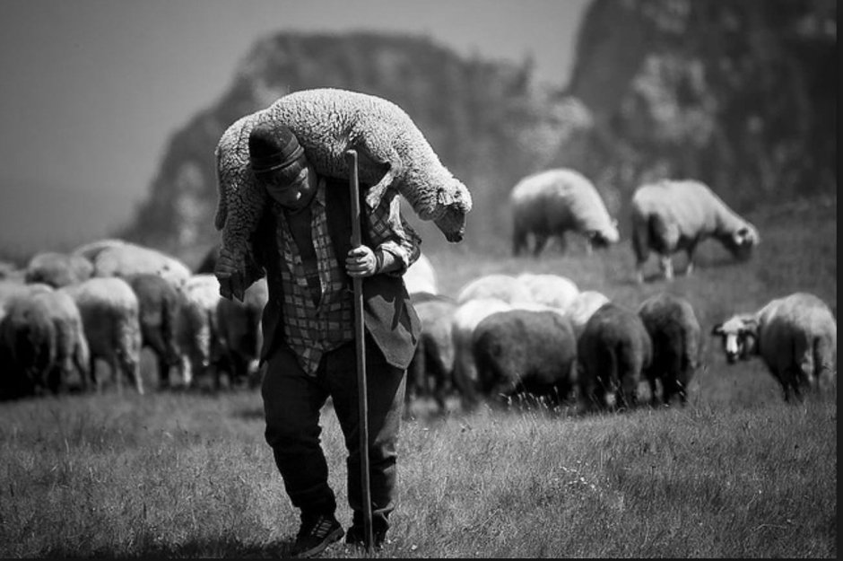 Чабан с овцами
