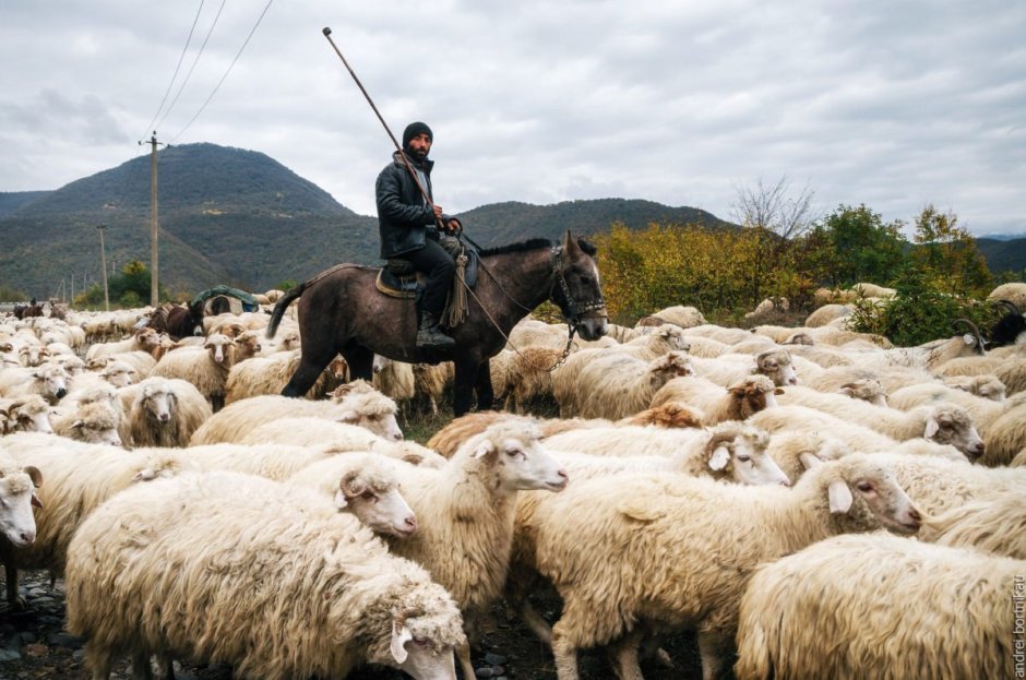 Чабан пастух овец