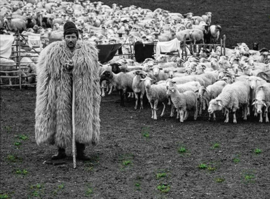 Чабан пастух овец