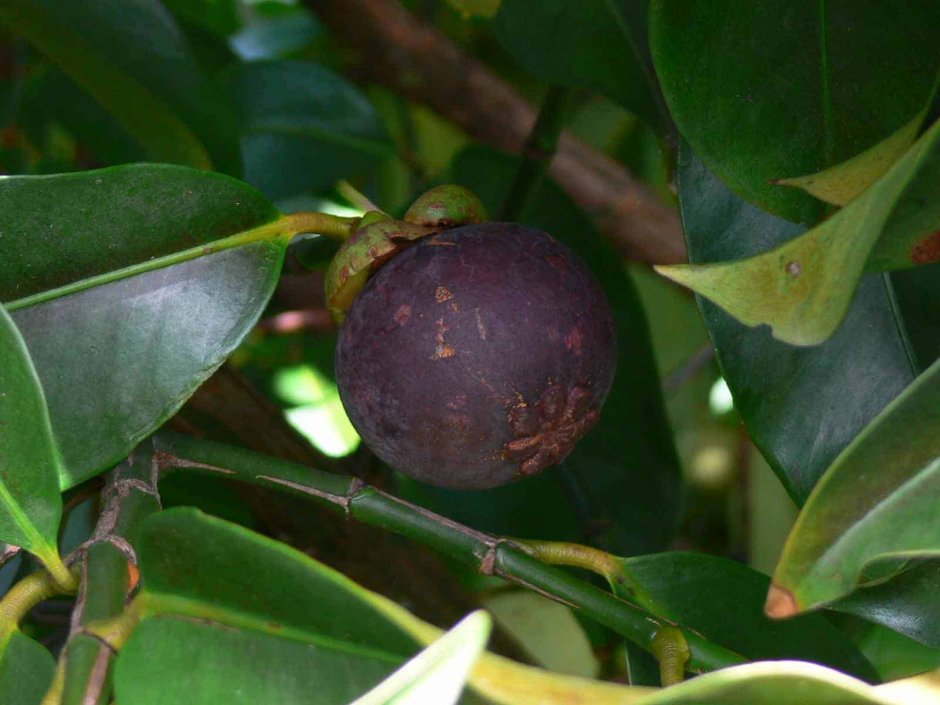 Мангустин фрукт дерево