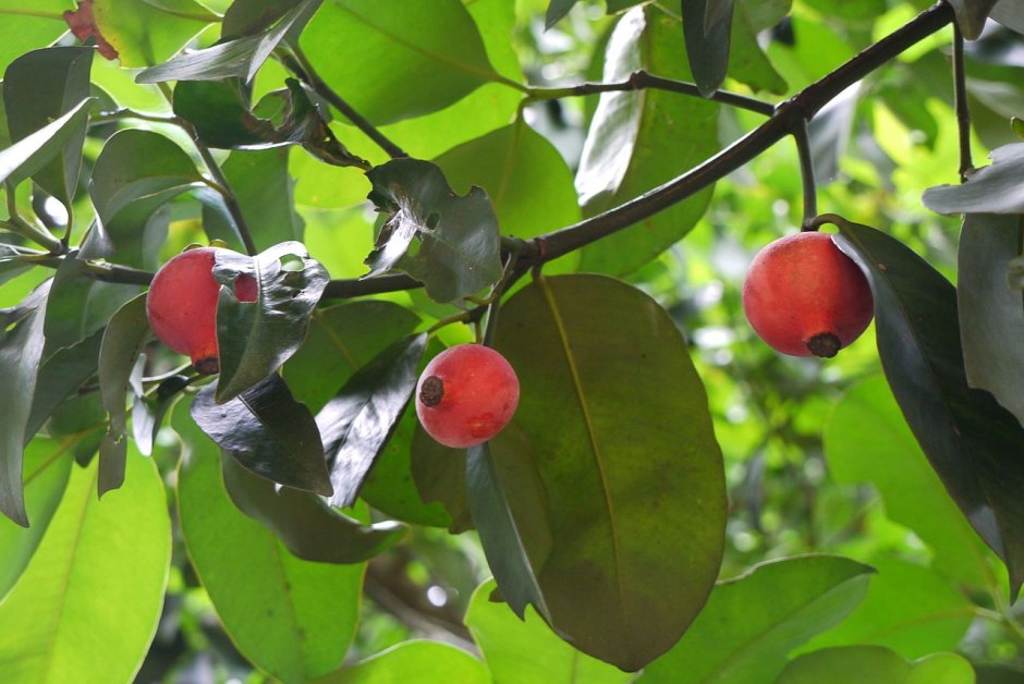 Мангостин фрукт дерево