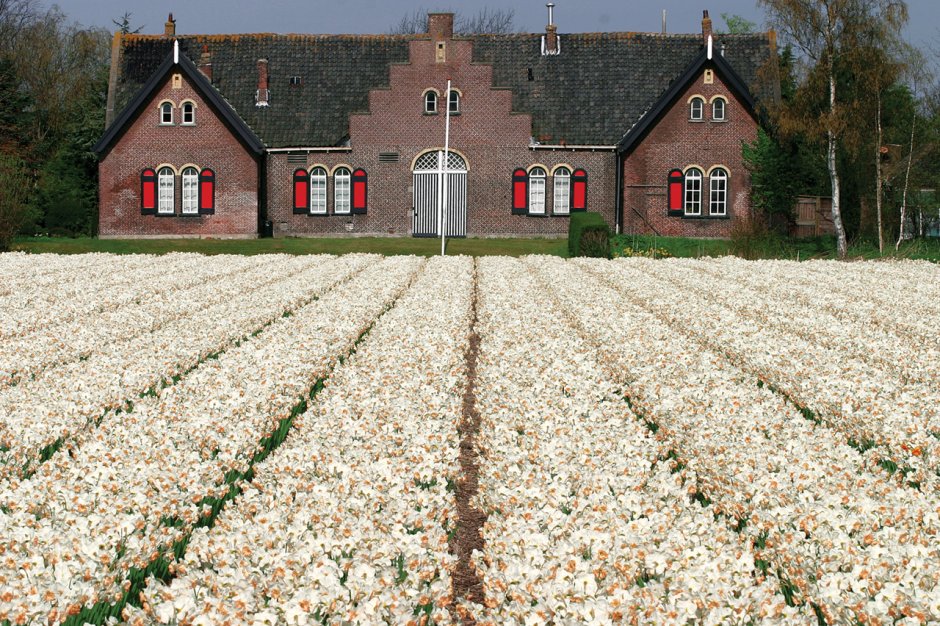 Ферма цветов Нидерланды