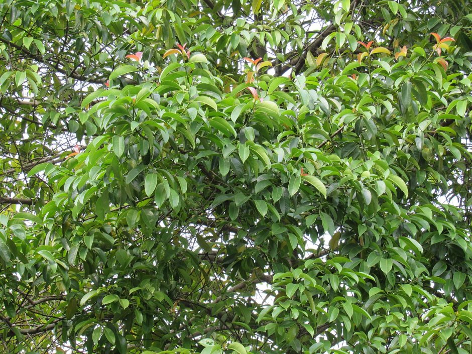 Мангостан плодовые деревья