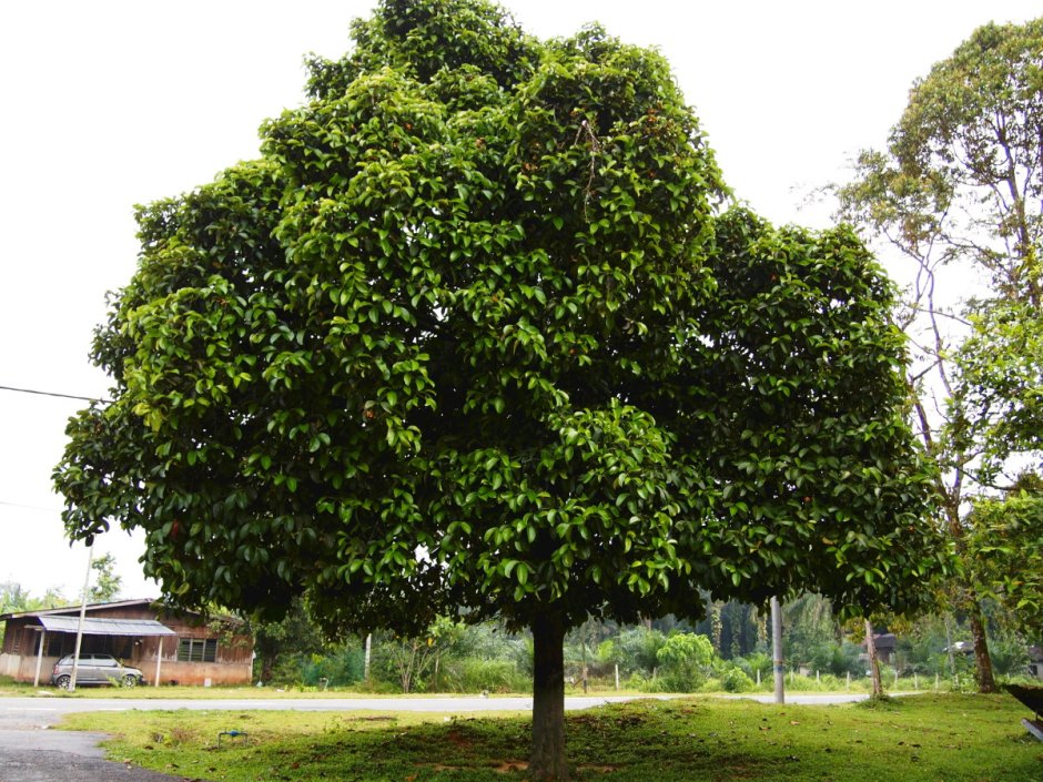 Дерево мангостина
