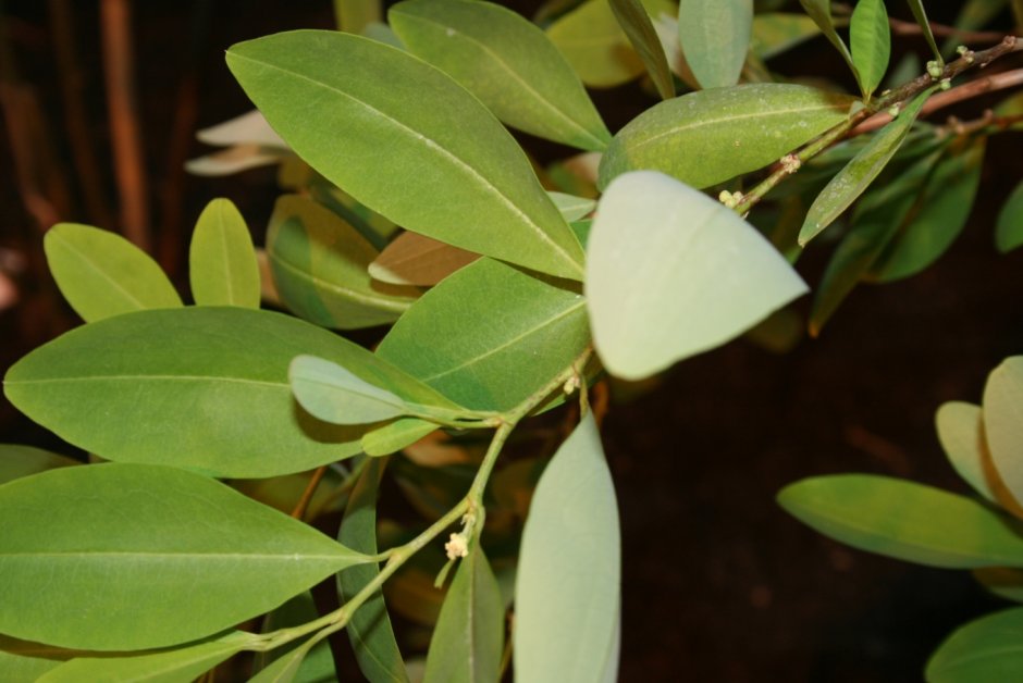 Листья Эритроксилум